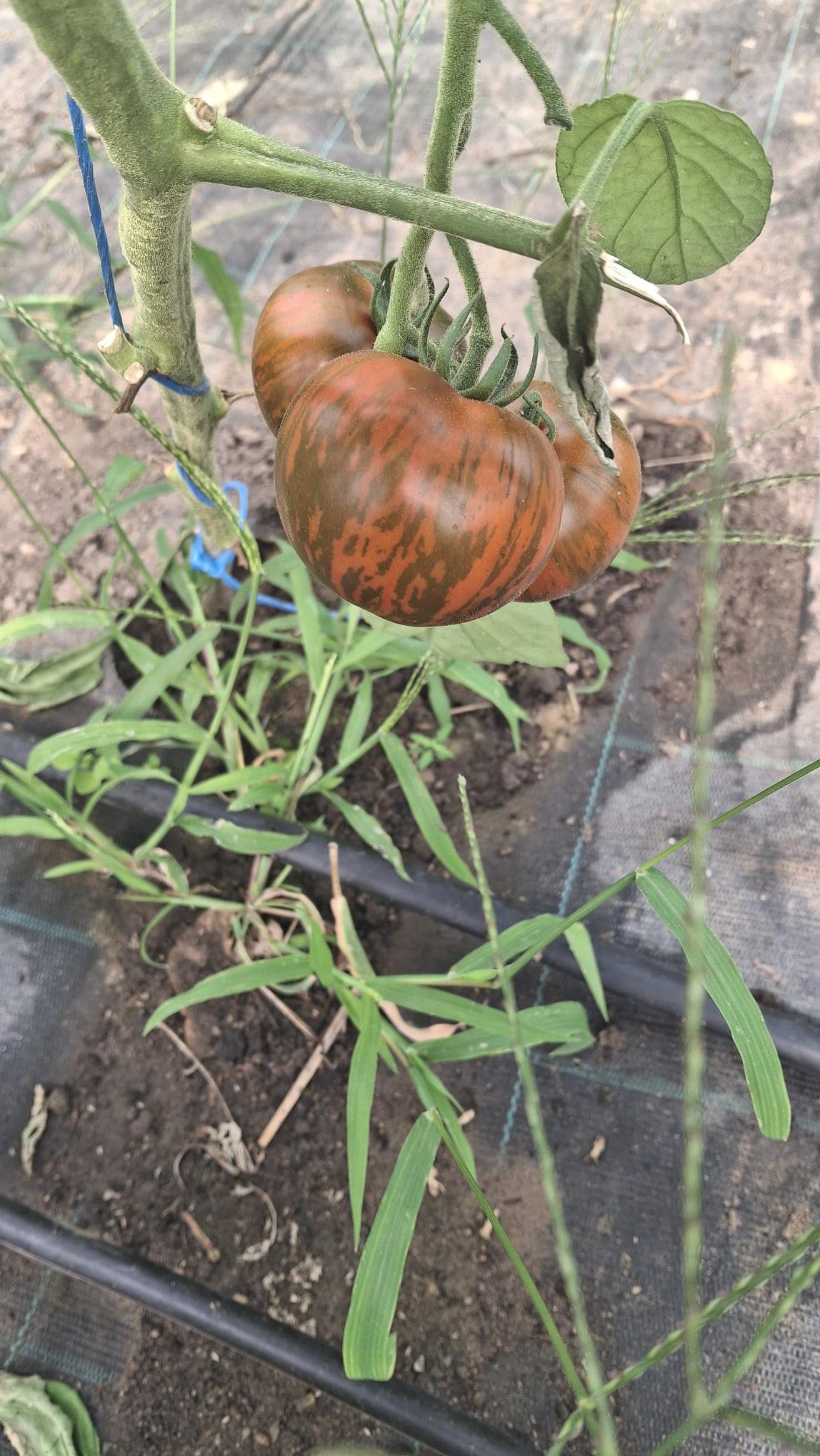 Black Zebra – Bild 2