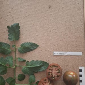 Black Zebra