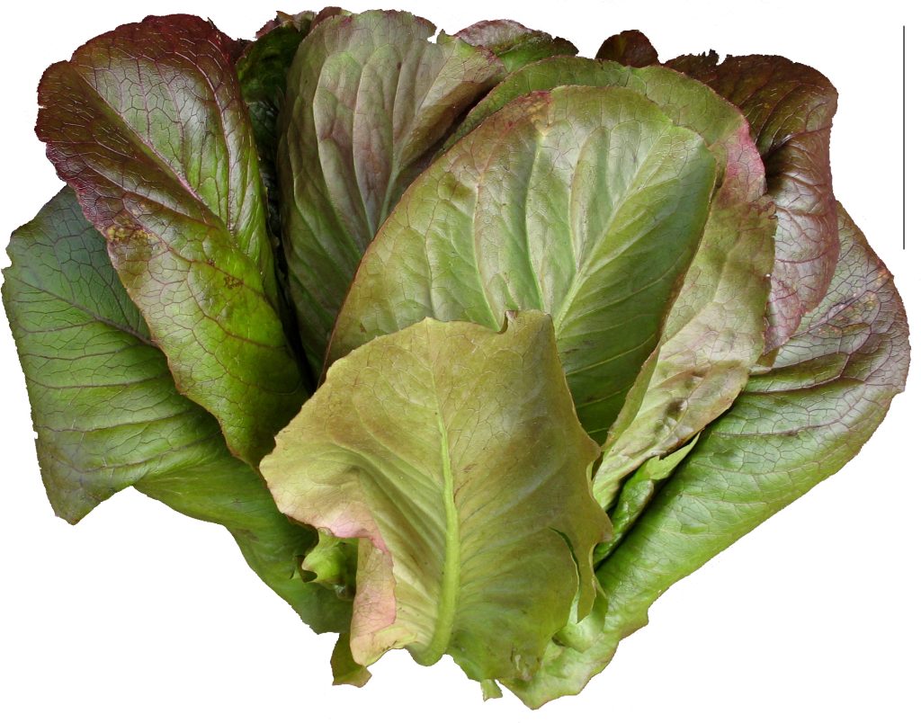 Romaine Red Cos – VERNshop