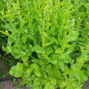Lettuce Cabbage