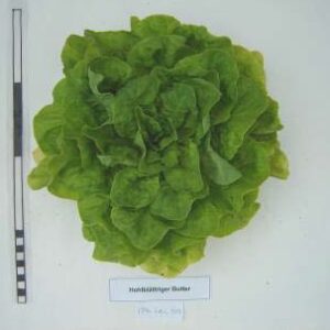 Hohlblättriger Butter