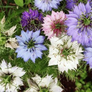 Jungfer in Grünen "Persische Juwelen"