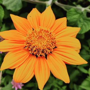 Mexikanische Sonnenblume