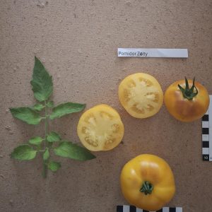 Pomidor Zolty