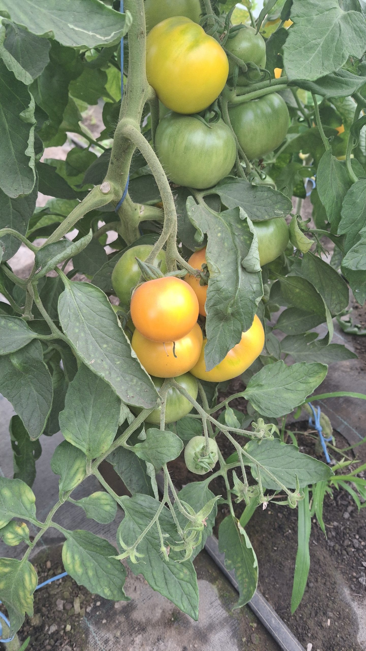 Pomidor Zolty – Bild 2