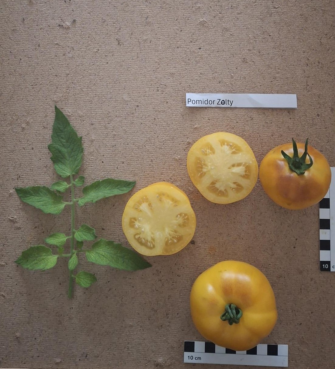 Pomidor Zolty