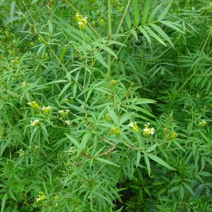 Mexikanische Riesentagetes