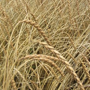 Rottweiler Frühkorn