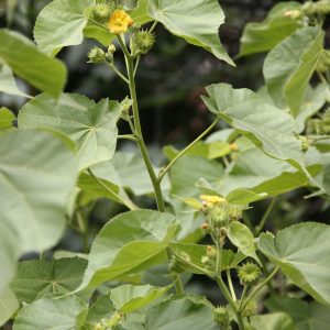 Schön- oder Fasermalve