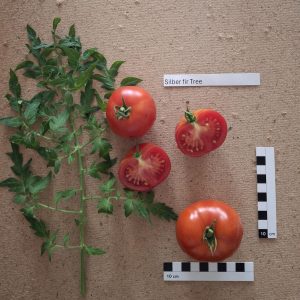 Silvery fir tree / Silbertanne