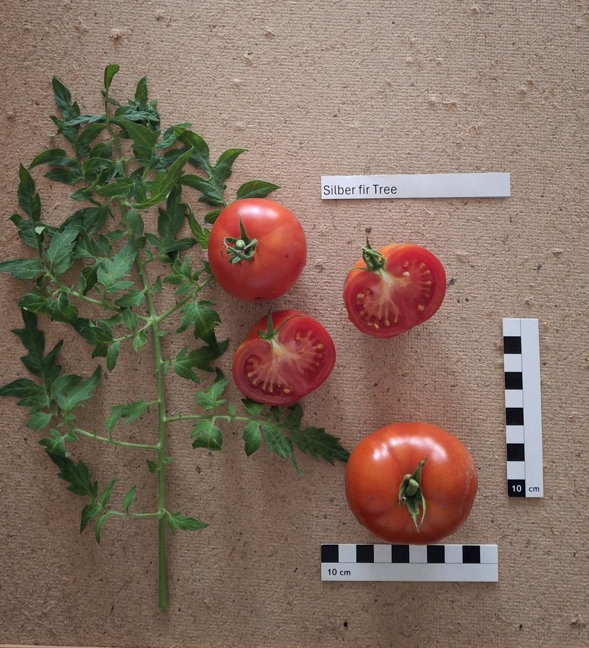 Silvery fir tree / Silbertanne