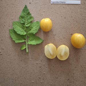 Tigerette Cherry