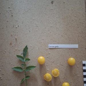 Cerise - gelb